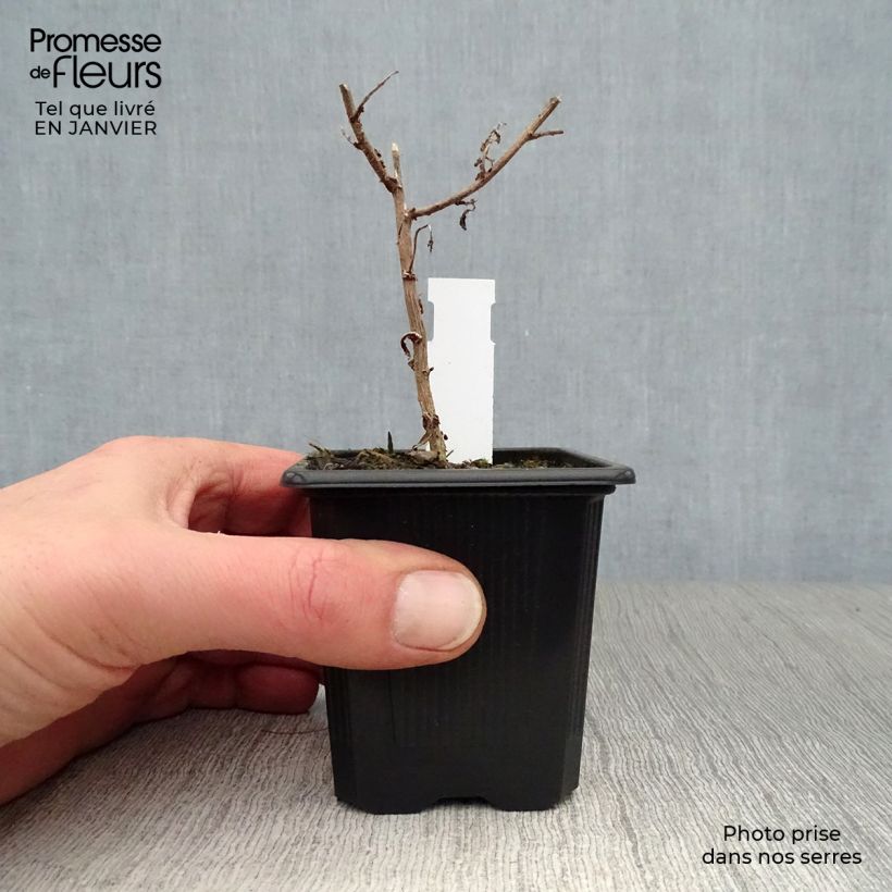 Aster novae-angliae Septemberrubin 7/8 cm pot sample as delivered in winter