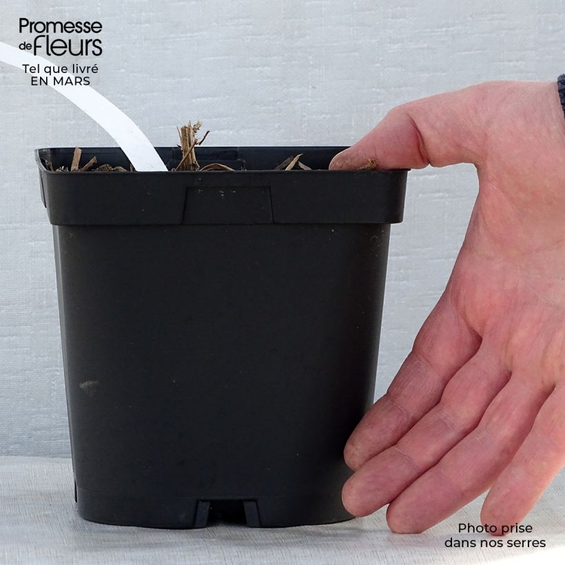 Aster novae-angliae Septemberrubin 2L/3L pot sample as delivered in spring