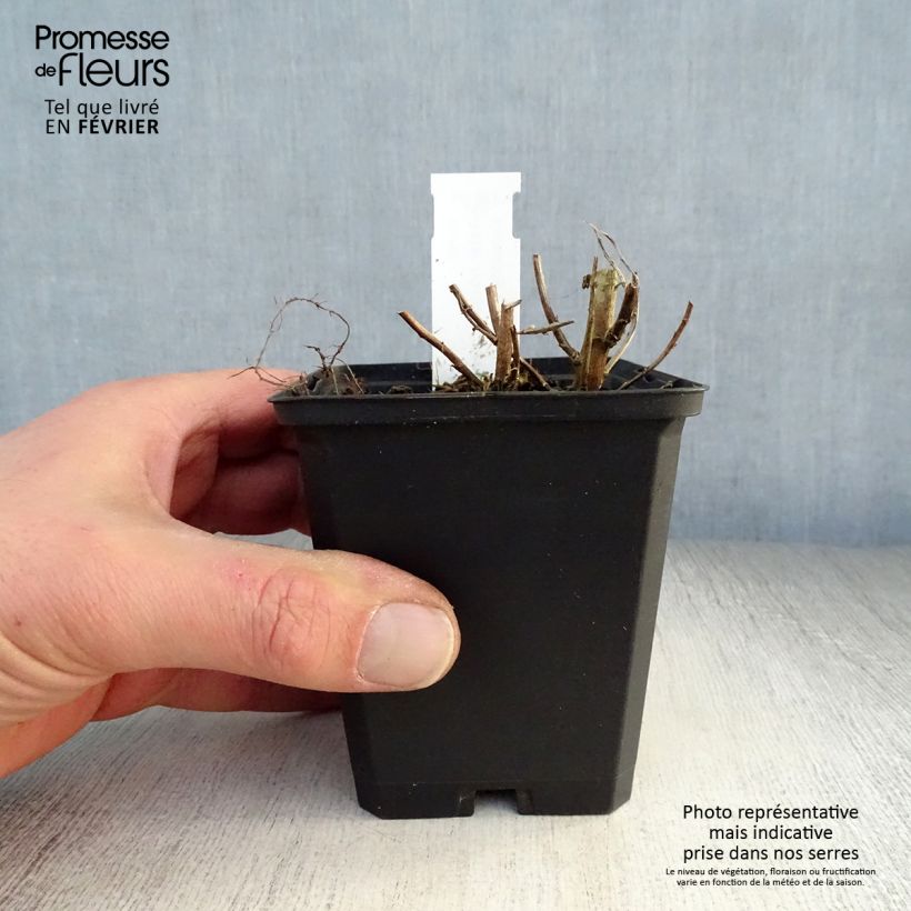 Aster novae-angliae Violetta 8/9 cm pot sample as delivered in winter