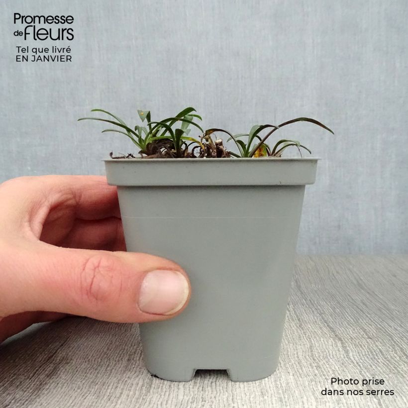 Aster novi-belgii Crimson Brocade 8/9 cm pot sample as delivered in winter