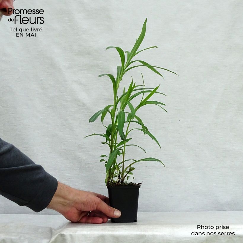 Aster novi-belgii Dauerblau 8/9 cm pot sample as delivered in spring