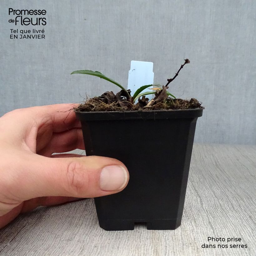 Aster novi-belgii Dauerblau 8/9 cm pot sample as delivered in winter