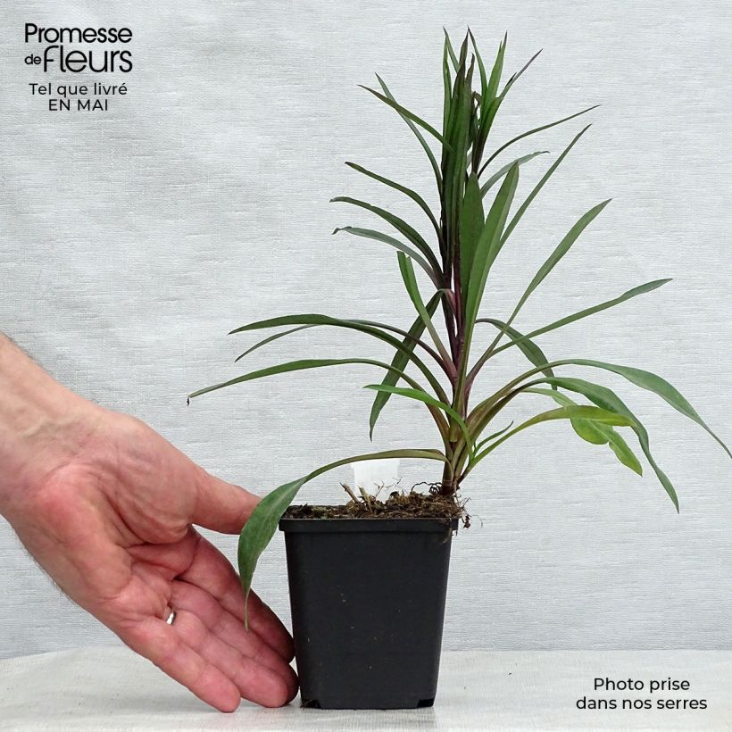 Aster novi-belgii Karmin Kuppel 8/9 cm pot sample as delivered in spring