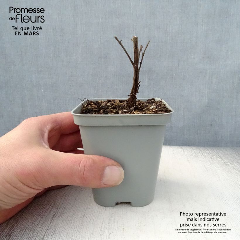 Aster novi-belgii Marie Ballard 8/9 cm pot sample as delivered in spring