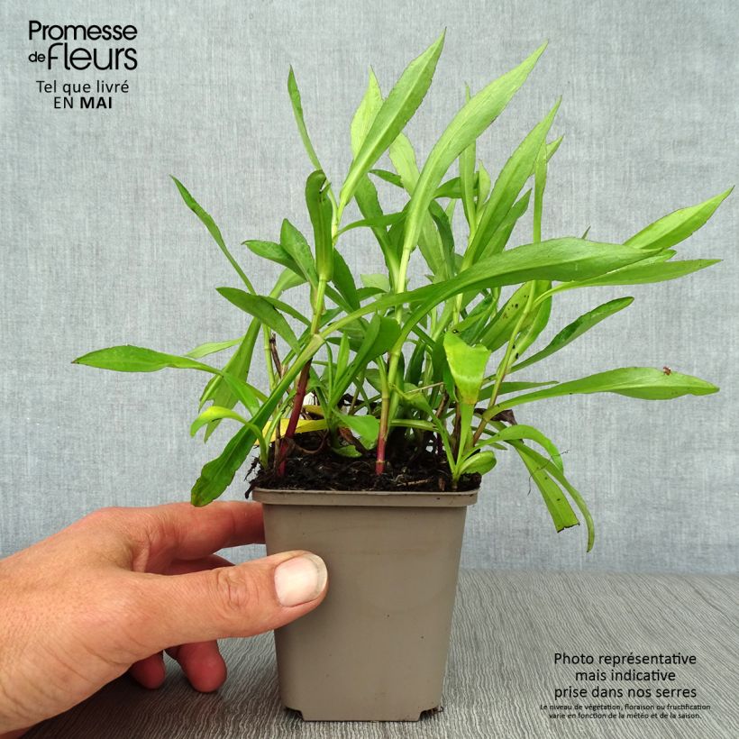 Aster novi-belgii Patricia Ballard 8/9 cm pot sample as delivered in spring