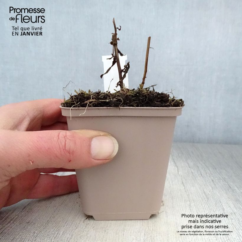 Aster novi-belgii Porzellan 8/9 cm pot sample as delivered in winter