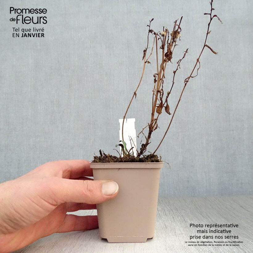 Aster novi-belgii Rosenquarz 8/9 cm pot sample as delivered in winter