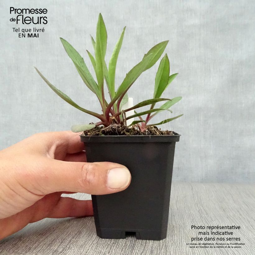 Aster novi-belgii Sarah Ballard 8/9 cm pot sample as delivered in spring