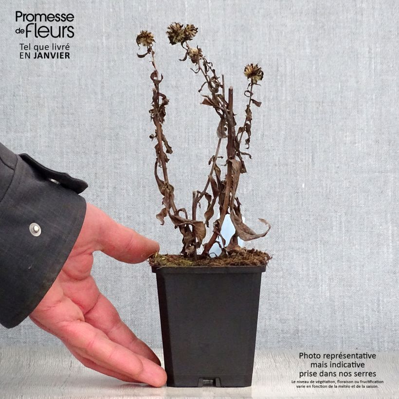 Aster novi-belgii Schone von Dietlikon 8/9 cm pot sample as delivered in winter