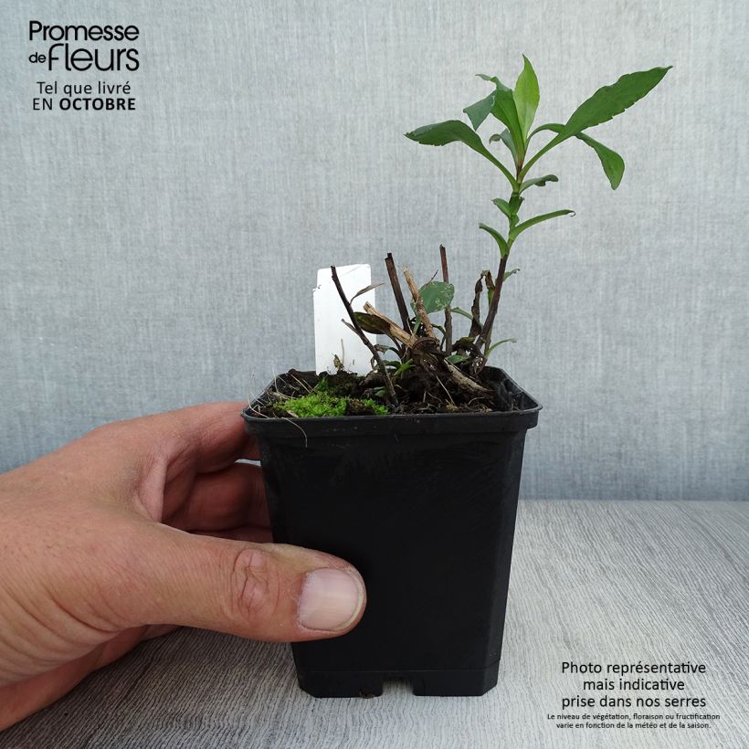 Aster novi-belgii Schone von Dietlikon 8/9 cm pot sample as delivered in autumn