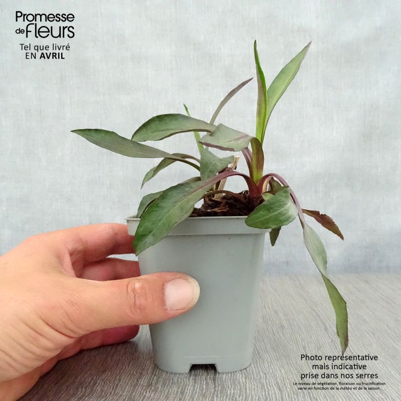 Aster novi-belgii White Ladies 8/9 cm pot sample as delivered in spring