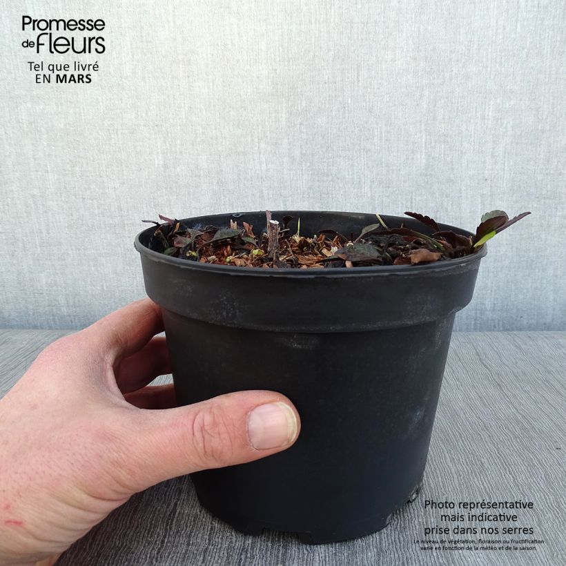 Aster novi-belgii White Ladies 2L/3L pot sample as delivered in winter