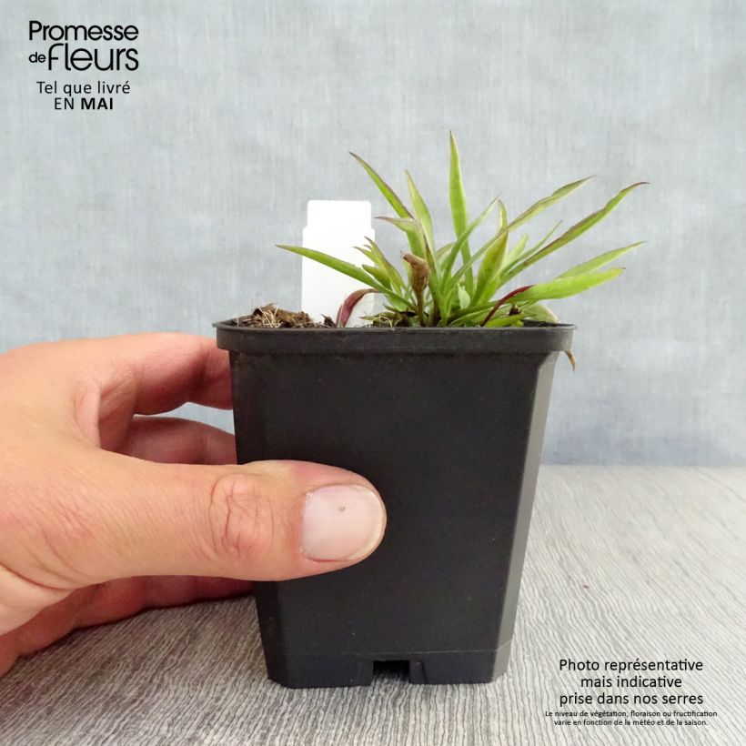 Aster novi-belgii Winston S. Churchill 8/9 cm pot sample as delivered in spring