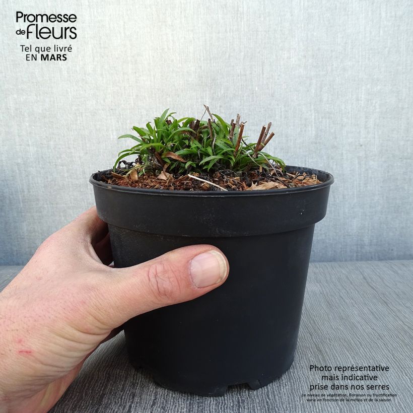 Aster pringlei Monte Cassino 2L/3L pot sample as delivered in winter