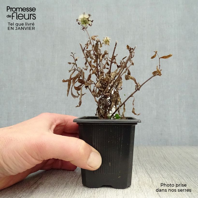 Aster pyrenaeus Lutetia 8/9 cm pot sample as delivered in winter