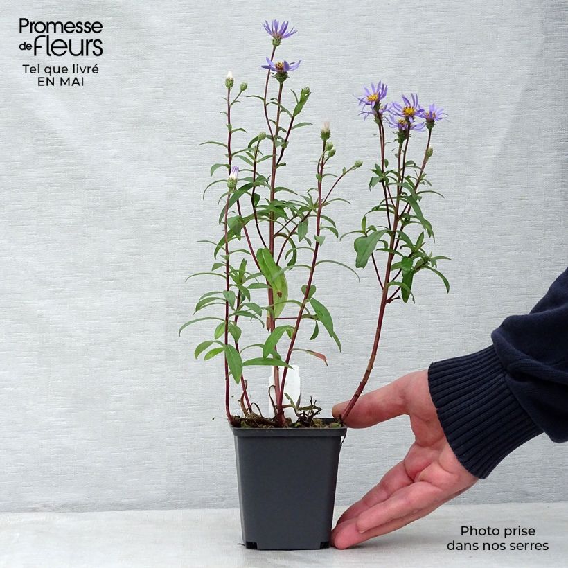 Aster radula August Sky 8/9 cm pot sample as delivered in spring