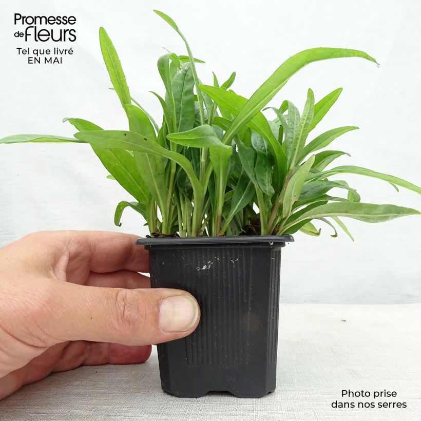 Aster rugulosus Asrugo 8/9 cm pot sample as delivered in spring