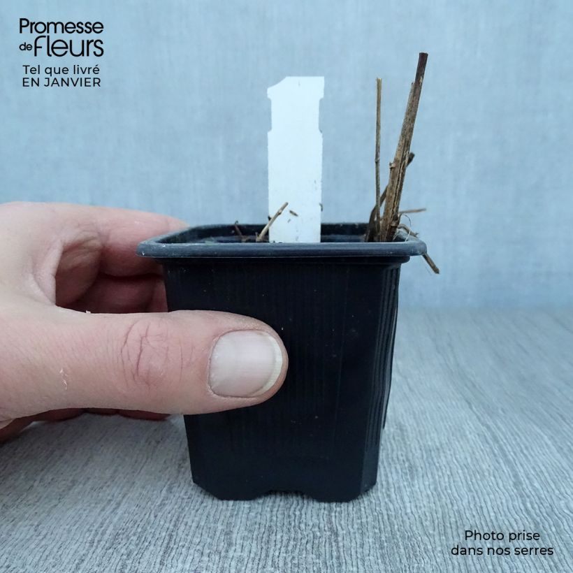 Aster rugulosus Asrugo 8/9 cm pot sample as delivered in winter