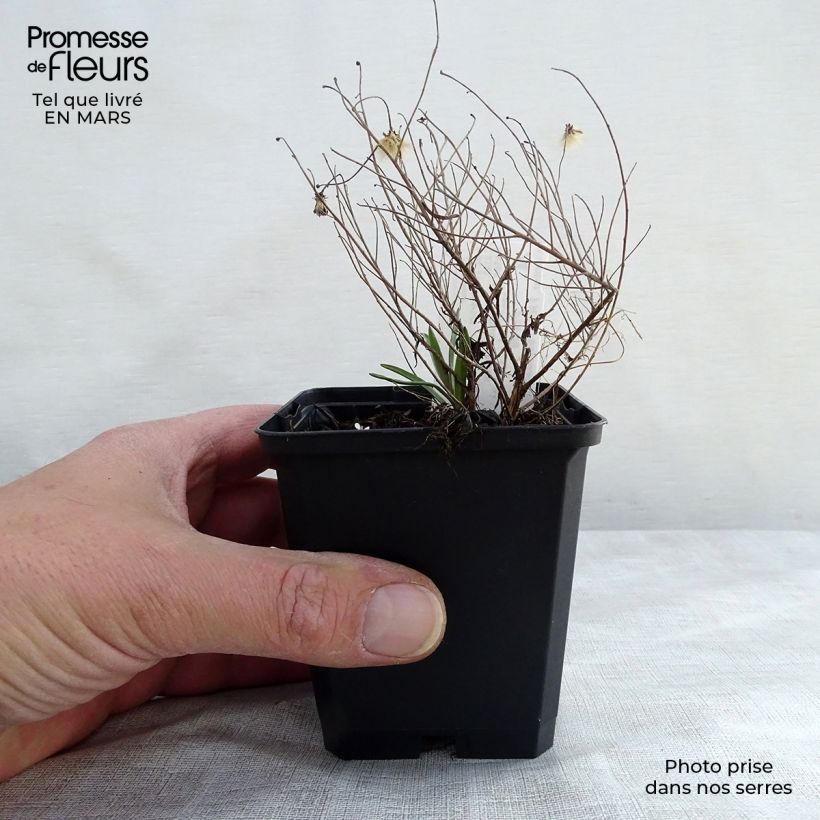 Aster sedifolius Nanus 8/9 cm pot sample as delivered in spring