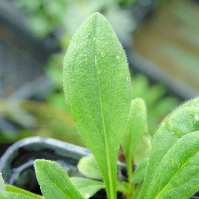 Aster tongolensis Wartburgstern (Foliage)