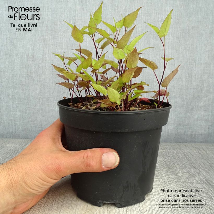 Aster tradescantii 2L/3L pot sample as delivered in spring