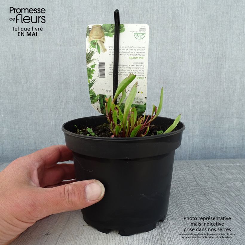 Sea Aster - Aster tripolium or Tripolium pannonicum 1.5L/2L pot sample as delivered in spring