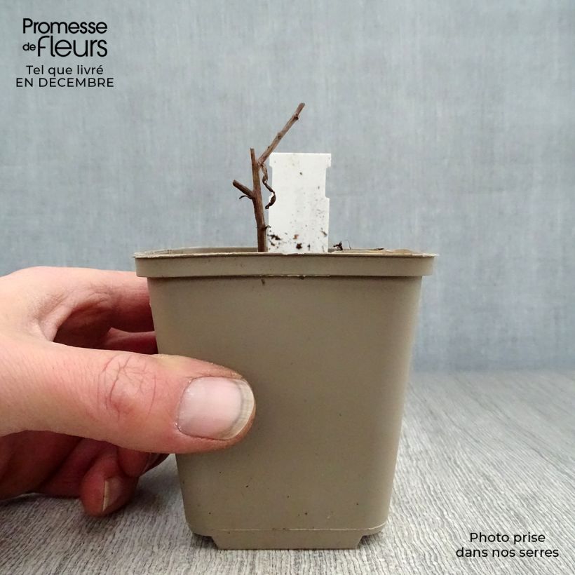 Aster turbinellus 8/9 cm pot sample as delivered in winter