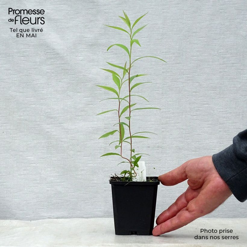 Aster umbellatus Weisser Schirm 8/9 cm pot sample as delivered in spring