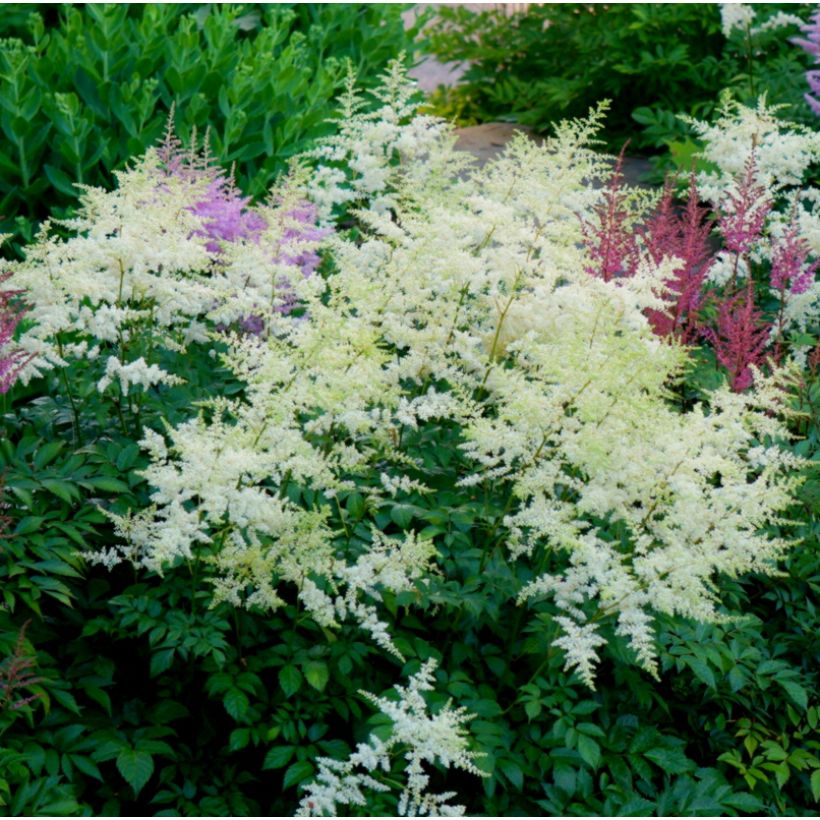 Astilbe Avalanche (Plant habit)