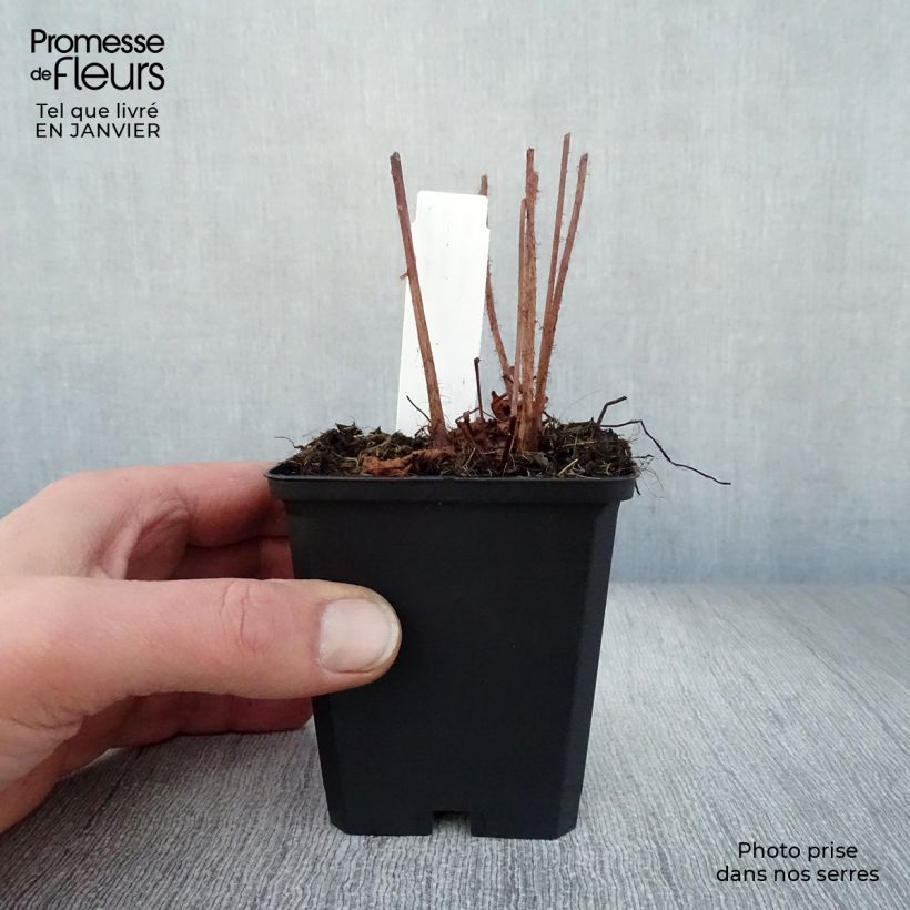 Astilbe chinensis Purpurkerze 8/9 cm pot sample as delivered in winter