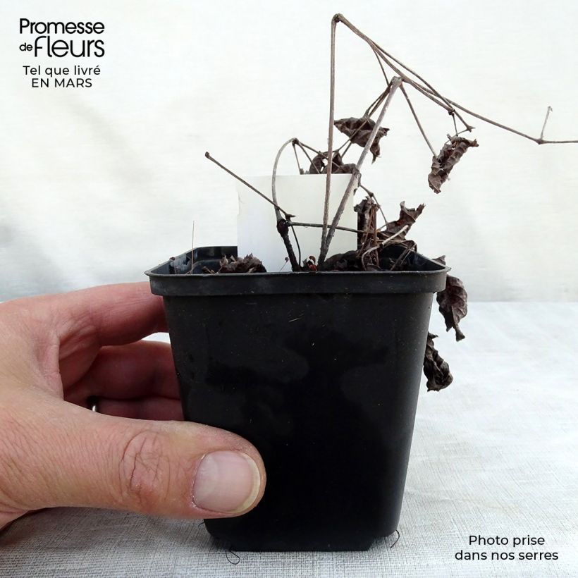 Astilbe 'Chocolate Shogun' 8/9 cm pot sample as delivered in winter