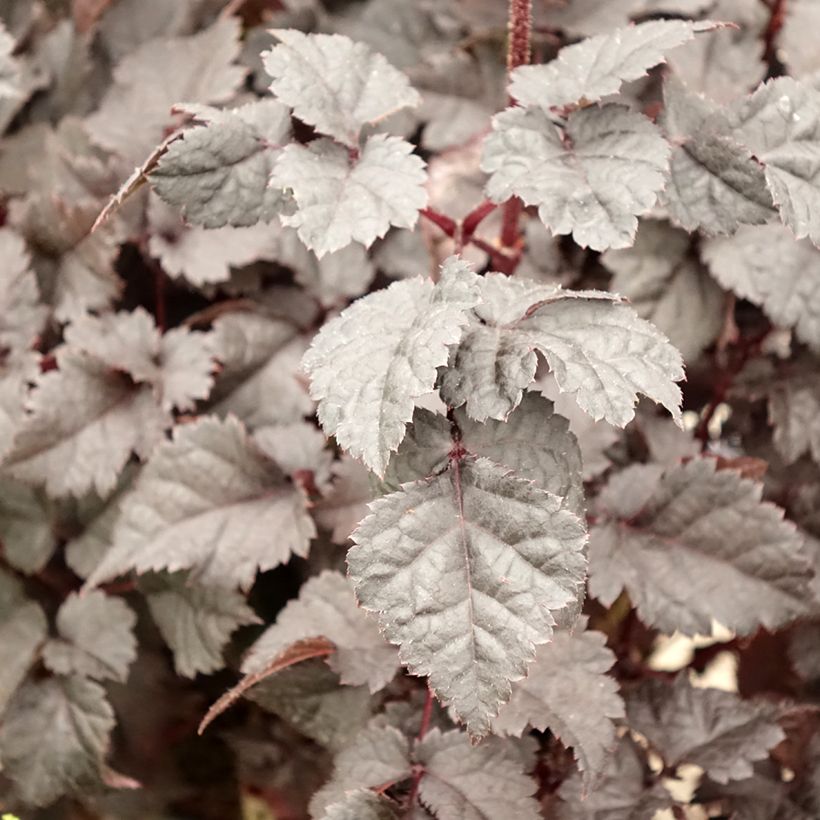 Astilbe chinensis Darkside Of The Moon - Chinese Astilbe (Foliage)