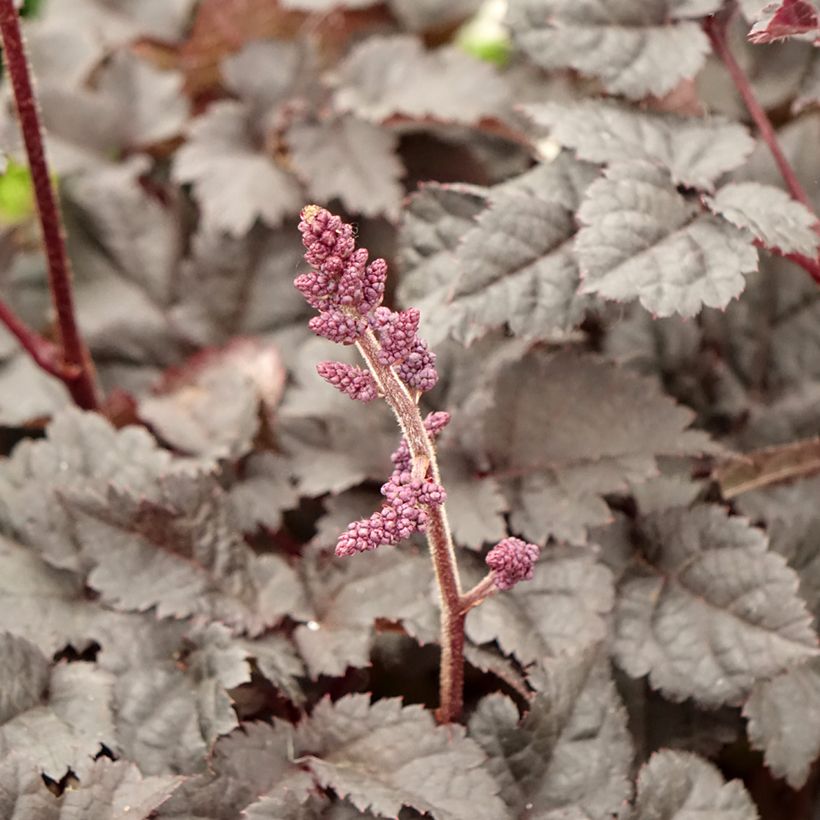 Astilbe chinensis Darkside Of The Moon - Chinese Astilbe (Flowering)