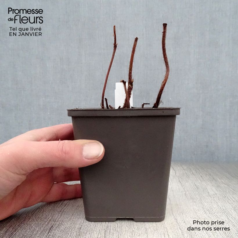 Astilbe chinensis Vision in Pink 8/9 cm pot sample as delivered in winter