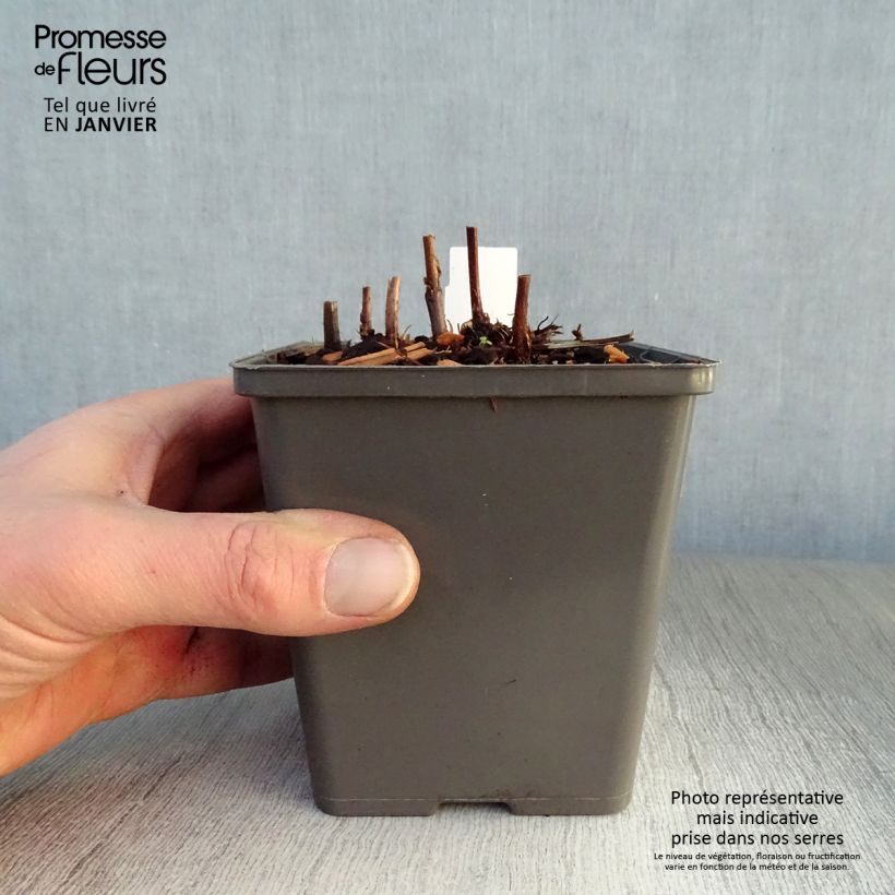 Astilbe chinensis 'Vision in Red' 8/9 cm pot sample as delivered in winter