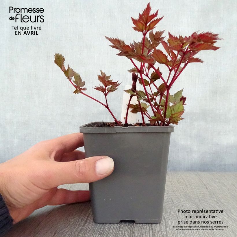 Astilbe chinensis 'Vision in Red' 8/9 cm pot sample as delivered in spring