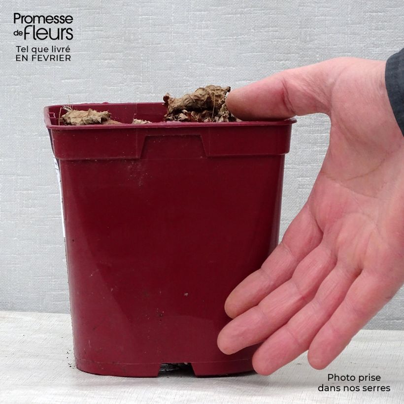 Astilbe chinensis 'Vision in Red' 2L/3L pot sample as delivered in winter