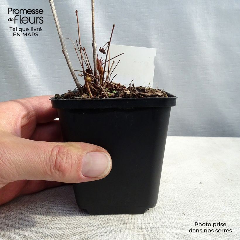 Astilbe japonica 'Washington' 8/9 cm pot sample as delivered in winter