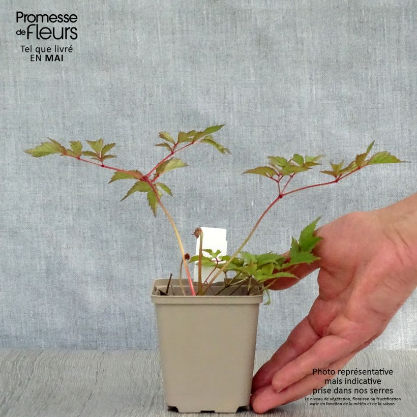 Astilbe arendsii Amethyst 8/9 cm pot sample as delivered in spring