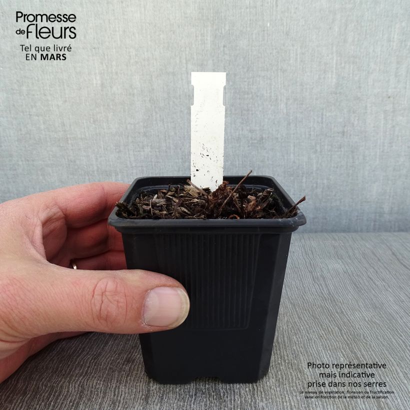 Astilbe Color Flash Lime 8/9 cm pot sample as delivered in winter