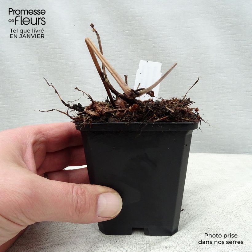 Astilbe arendsii Brautschleier 8/9 cm pot sample as delivered in winter