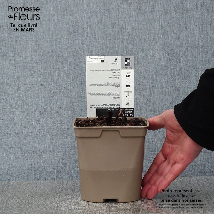 Astilbe arendsii Brautschleier 2L/3L pot sample as delivered in winter