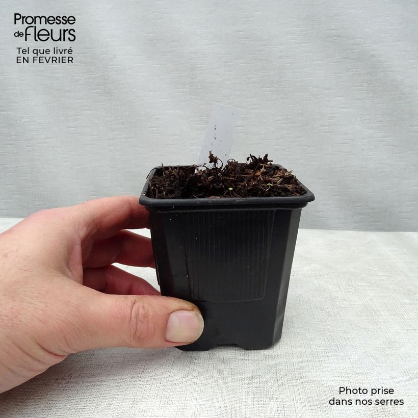 Astilbe arendsii Bumalda 8/9 cm pot sample as delivered in winter