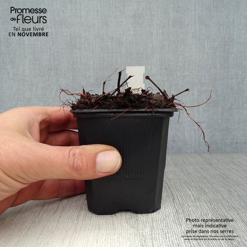 Astilbe arendsii Bumalda 8/9 cm pot sample as delivered in autumn