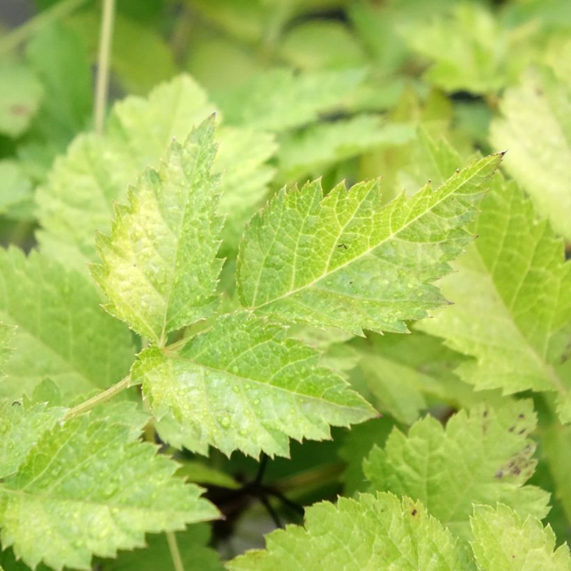 Astilbe Color Flash Lime (Foliage)