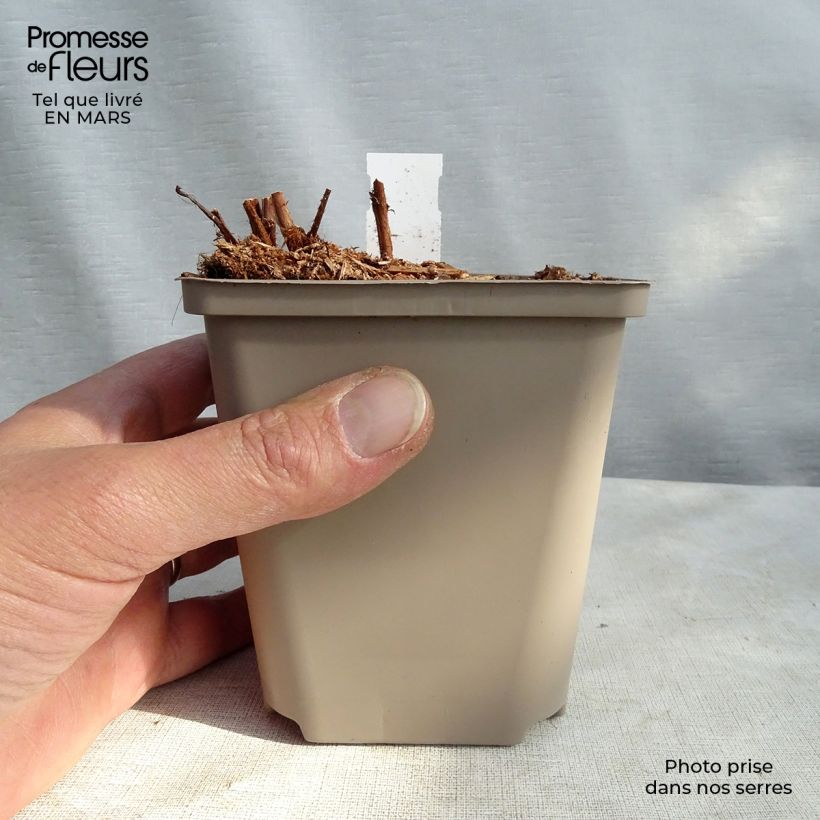 Astilbe Color Flash 8/9 cm pot sample as delivered in spring