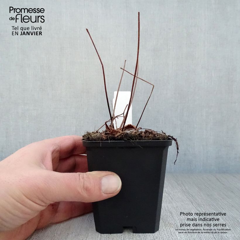 Astilbe arendsii Erika 8/9 cm pot sample as delivered in winter