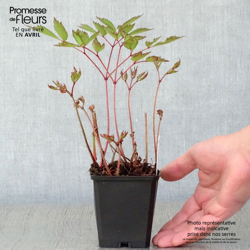 Astilbe arendsii Erika 8/9 cm pot sample as delivered in spring