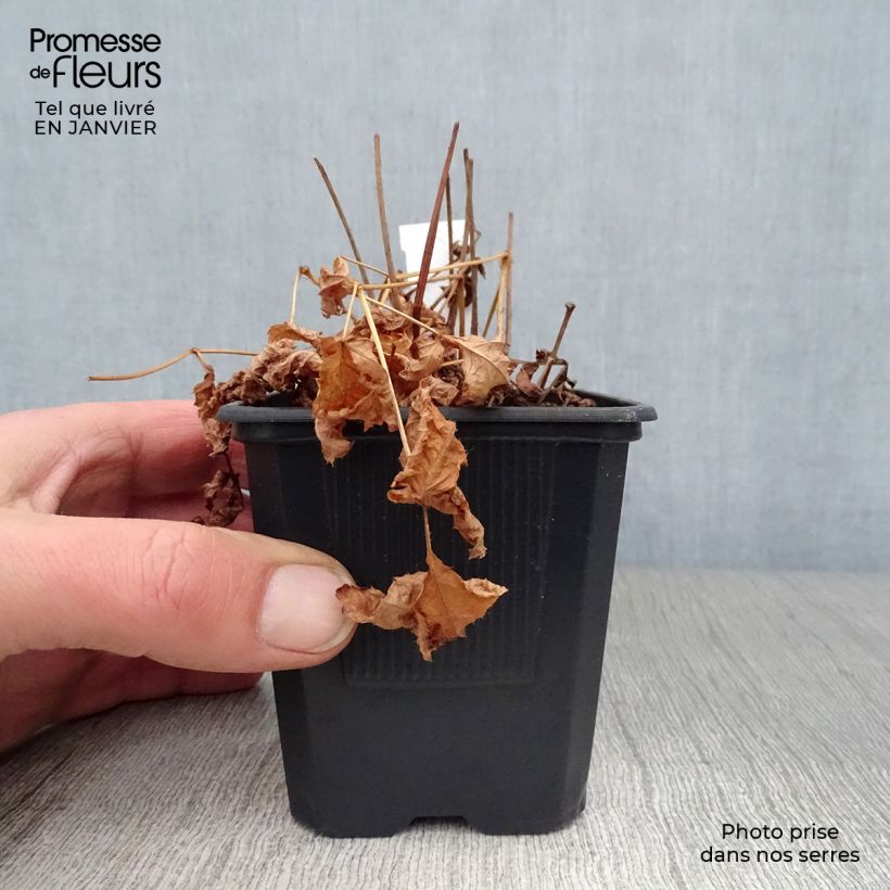 Astilbe arendsii Hyazinth 8/9 cm pot sample as delivered in winter