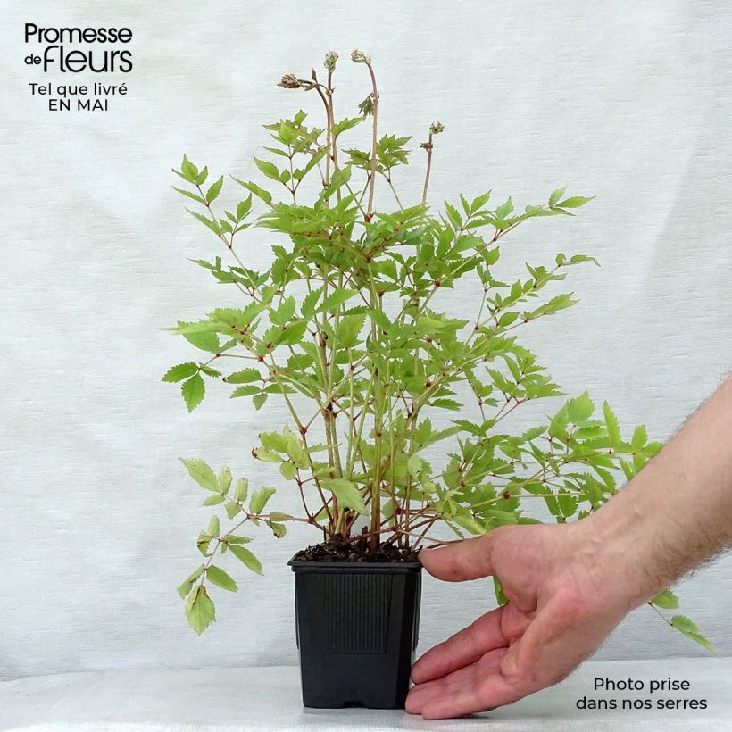 Astilbe arendsii Hyazinth 8/9 cm pot sample as delivered in spring